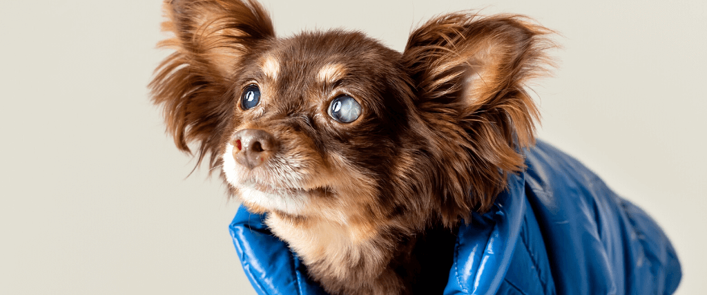 5 Reasons to Not Delay Treating Your Dog's Eye Problems