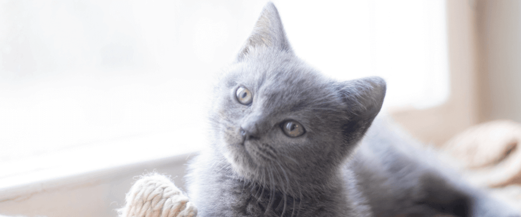 How to Ease a Kitten Into A New Home With Stunning Success