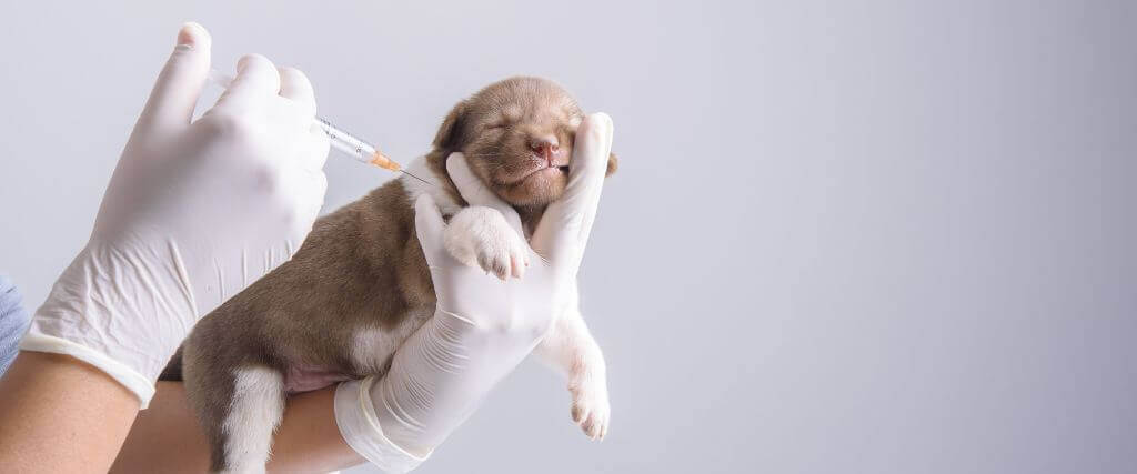 What Are the Core and Non-Core Vaccines For Dogs? Your FAQs Answered For National Pet Immunization Month