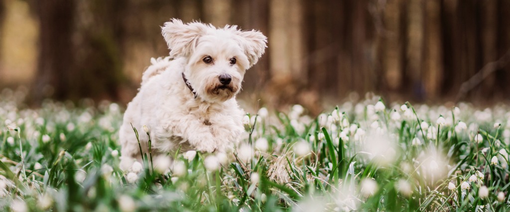 First Day of Spring - Spring Toxins My Dog Needs to Avoid