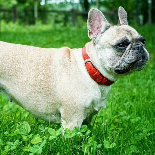 French Bulldogs are America's #1 Dog Breeds in 2023
