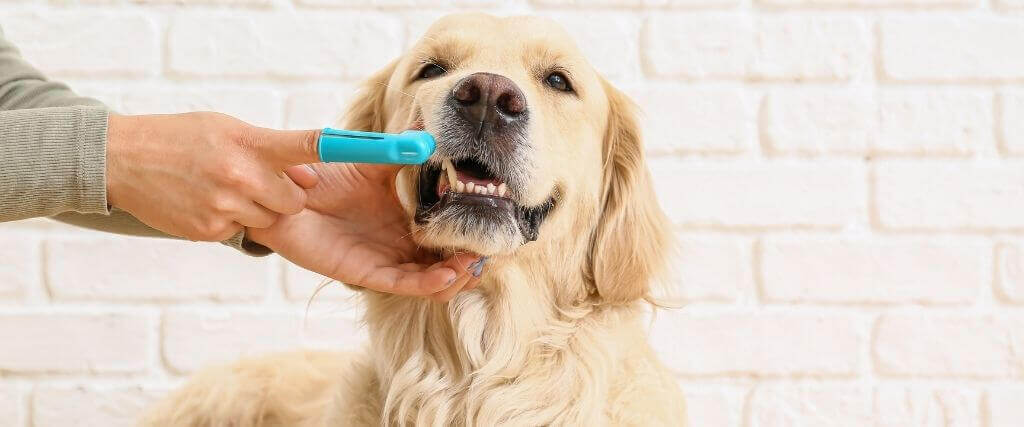 The 7 Steps to Pet Dental Cleaning For Better Overall Health