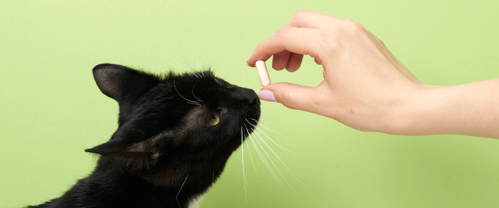 How to Pill a Cat at Home