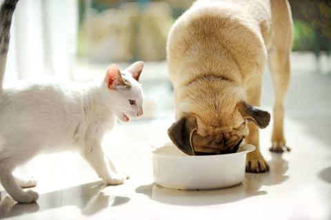 9 Human Foods That Are Toxic to Pets (And a List of Healthy Options!)