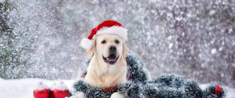 The Secret to Choosing Safe Yet Fun Toys For Your Dog This Holiday Season