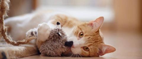 Looking for a Purr-fect Holiday Gift? Check Out These 5 Fun and Safe Toys for Cats! 